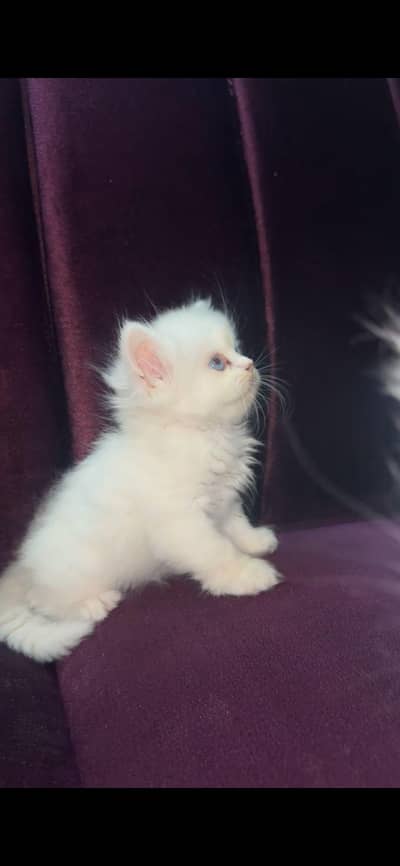 Persian triple cotted kitten's age 2 month healthy and active