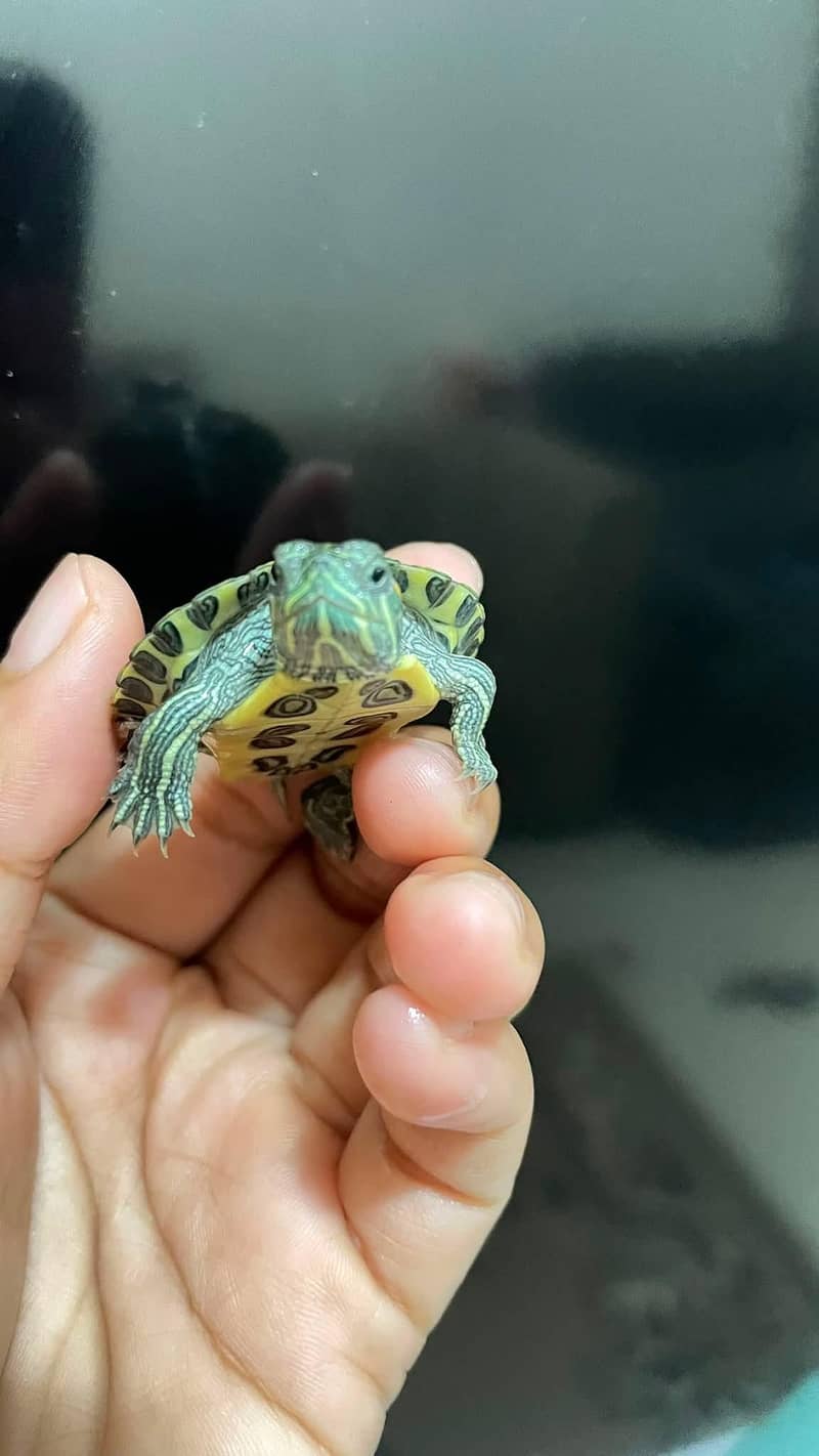 Red eared slider turtle 0