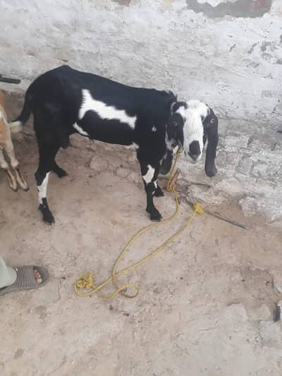 Desi Bakra