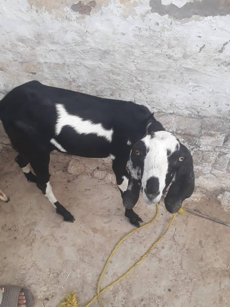 Desi Bakra 1