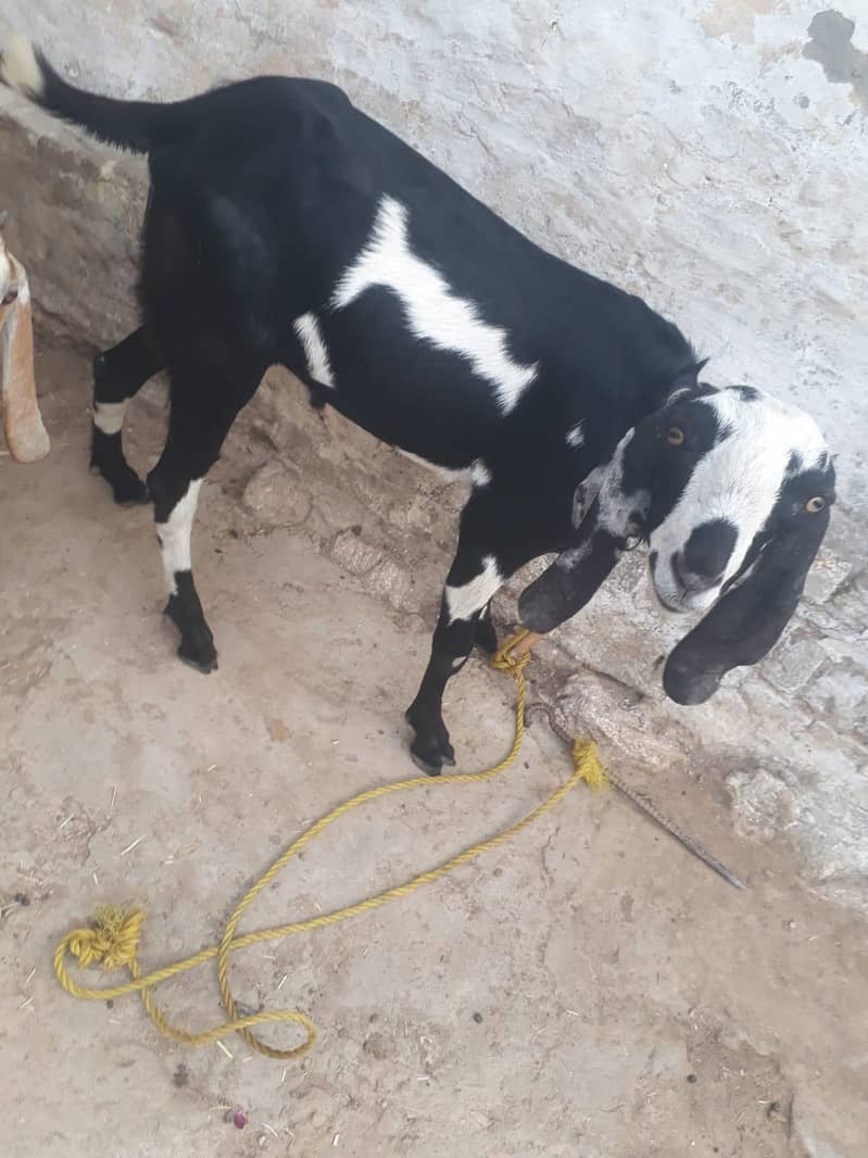 Desi Bakra 2