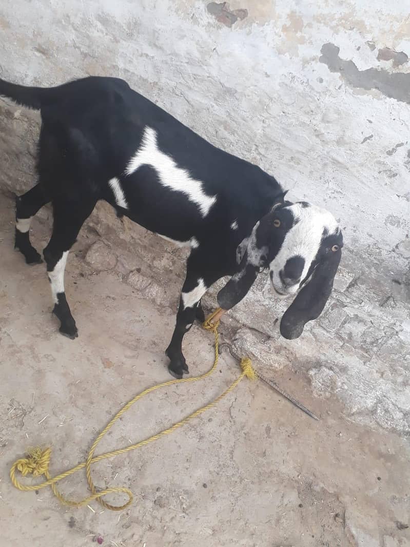 Desi Bakra 3
