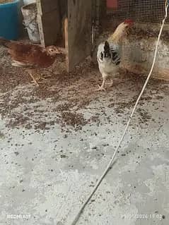 mesri hens