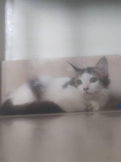 Persian cat sale Healthy |Active| Friendly