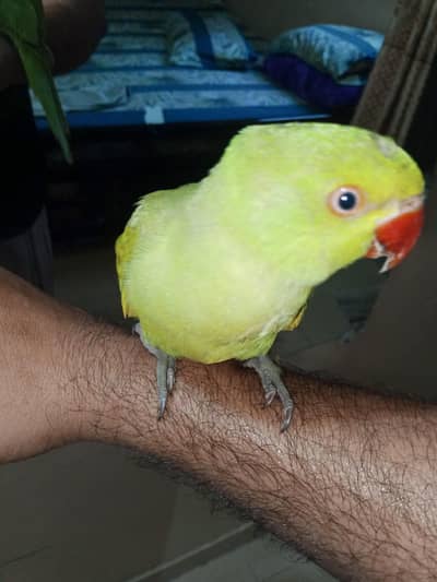 ring neck