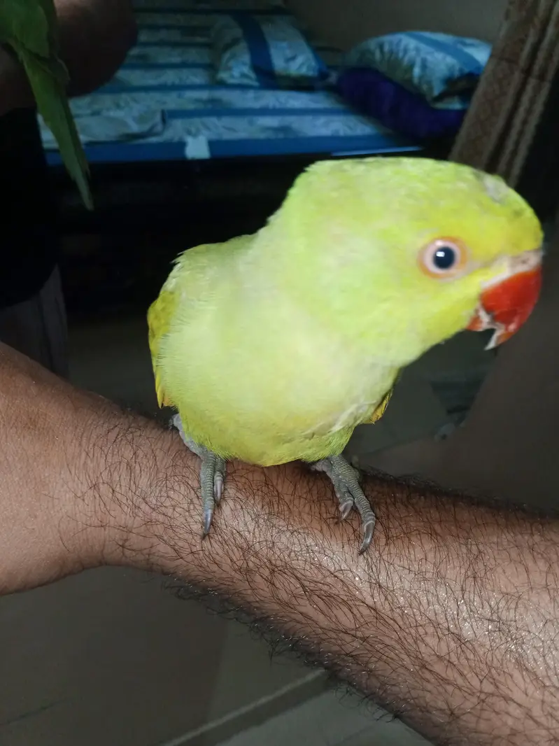 ring neck