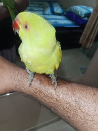 ring neck