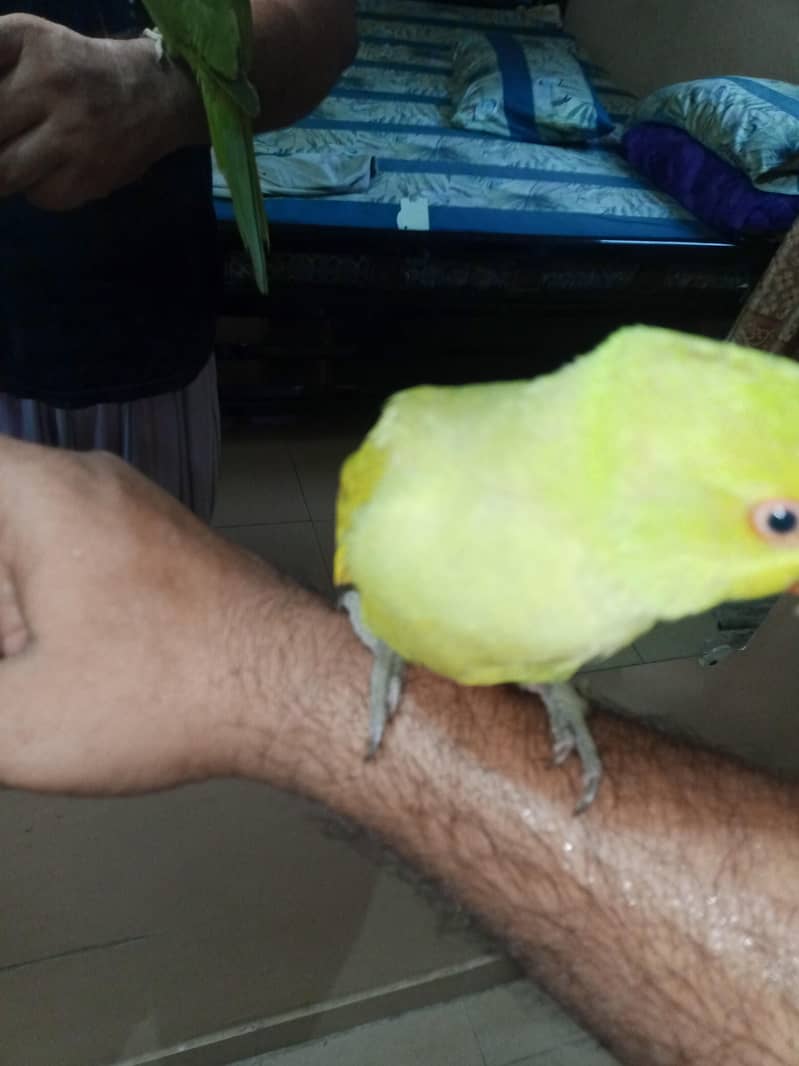 ring neck 2
