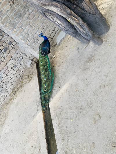 Breeder Male Black Shoulder Peacock For Urgent sale