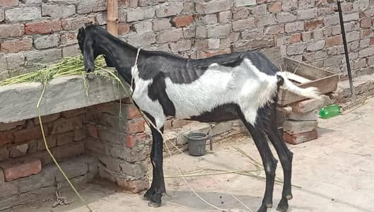goat for sale