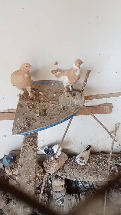 best quality breeder pigeons available