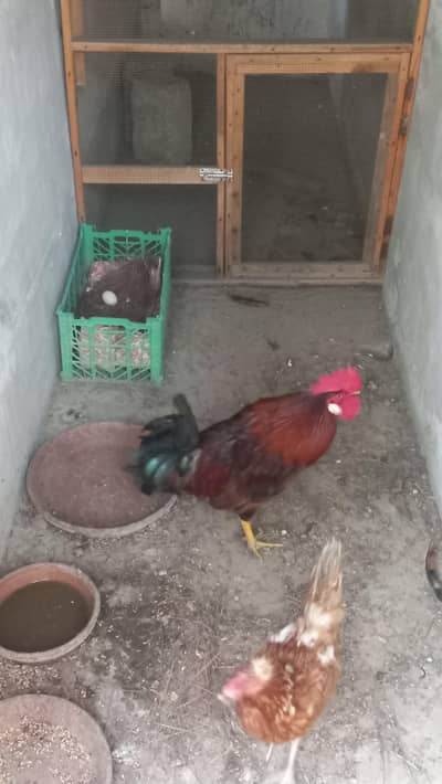 misri hen for sale
