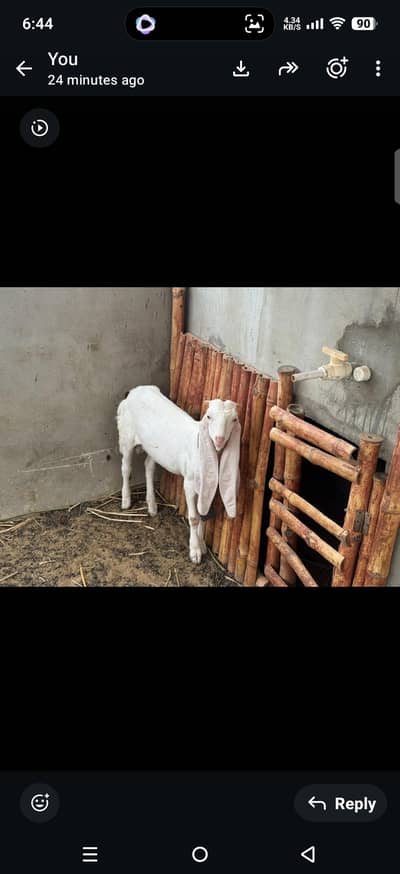 bakray gulabi and bissar