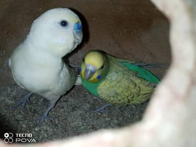 2nd breed budgie pair 1000