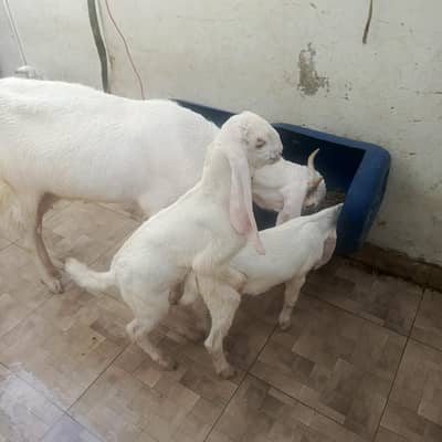 goat (bakri gulabi with  gulabi baby)  2 baby 2