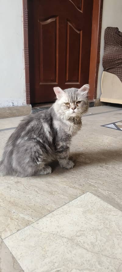 Persian cat for sale