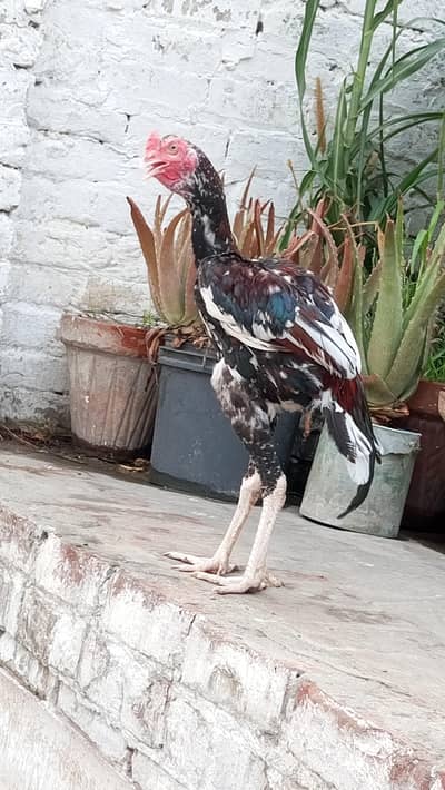 Aseel chicks for sale