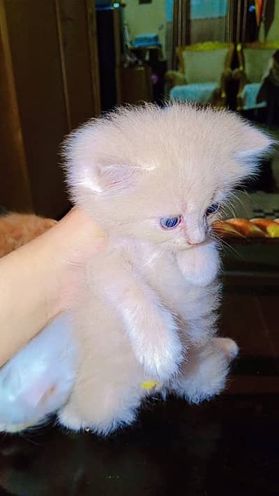 "Fluffy White Kitten for Sale