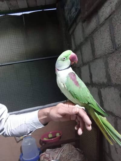 raw parrot male