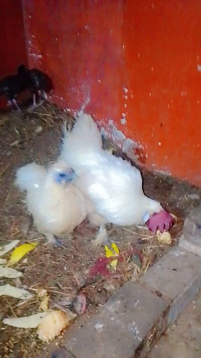 silkie pair health and active video mil jye gi whatsap pe