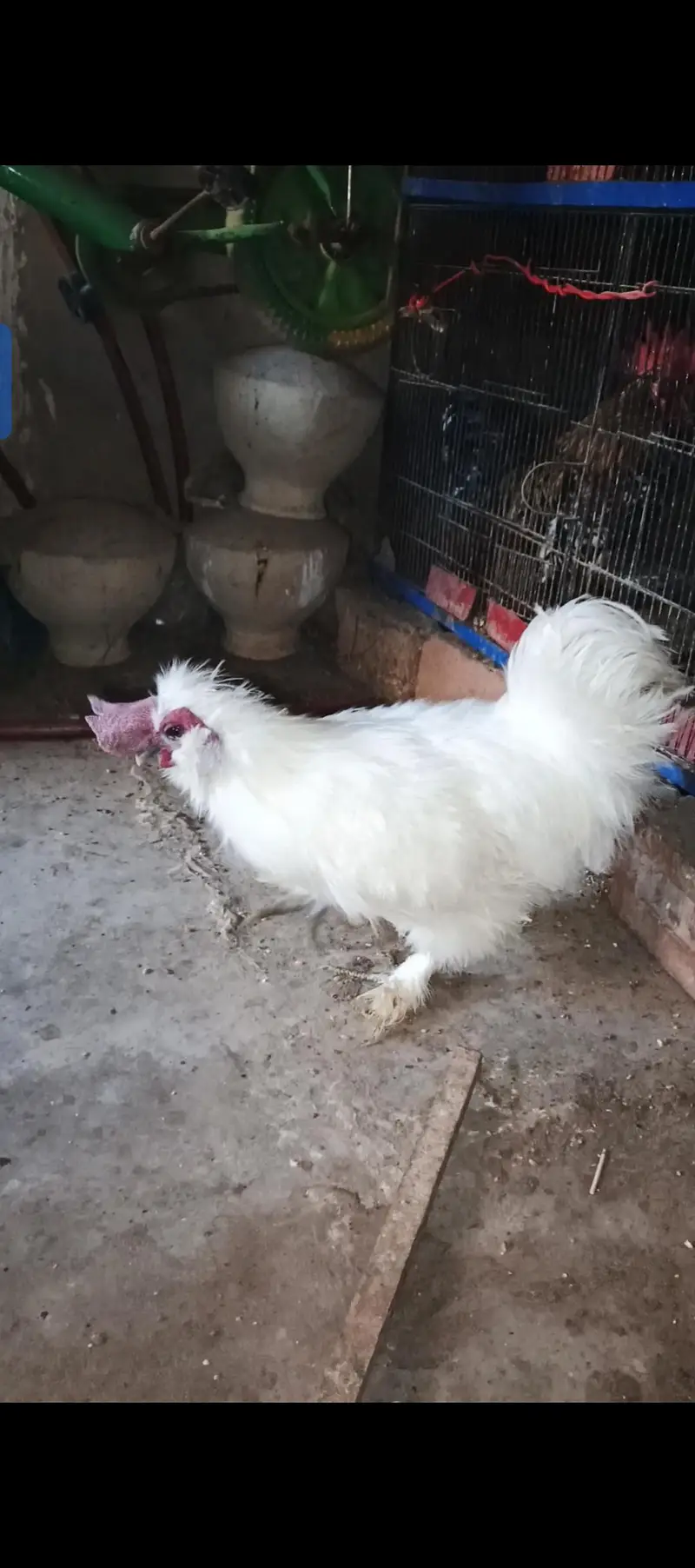 silkie pair health and active video mil jye gi whatsap pe — photo 2