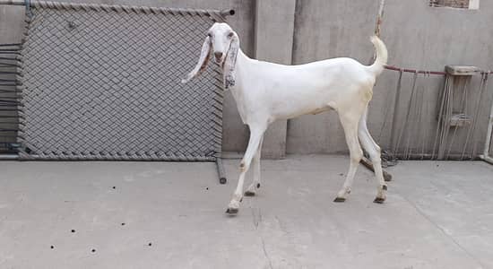 خوبصورت راجنپوری گلابی پٹھ