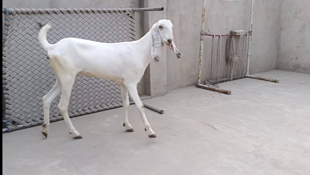 خوبصورت راجنپوری گلابی پٹھ 1