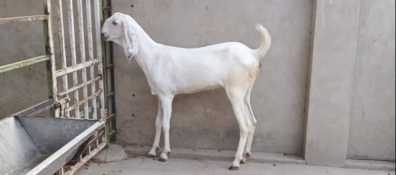 خوبصورت راجنپوری گلابی پٹھ 2