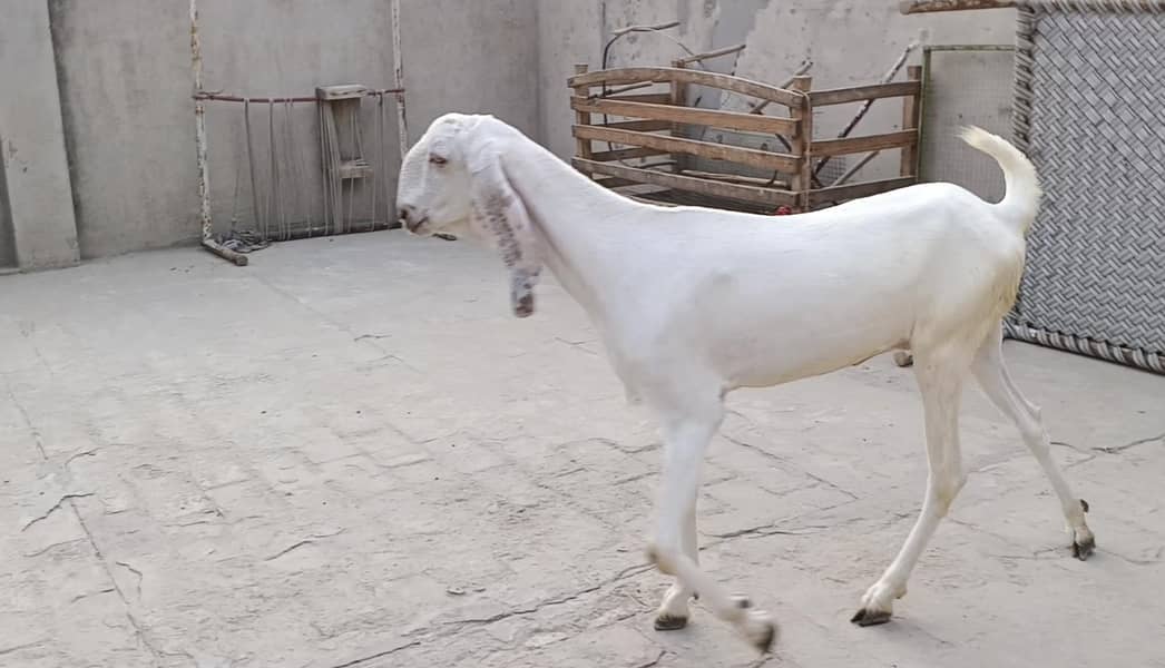 خوبصورت راجنپوری گلابی پٹھ 3