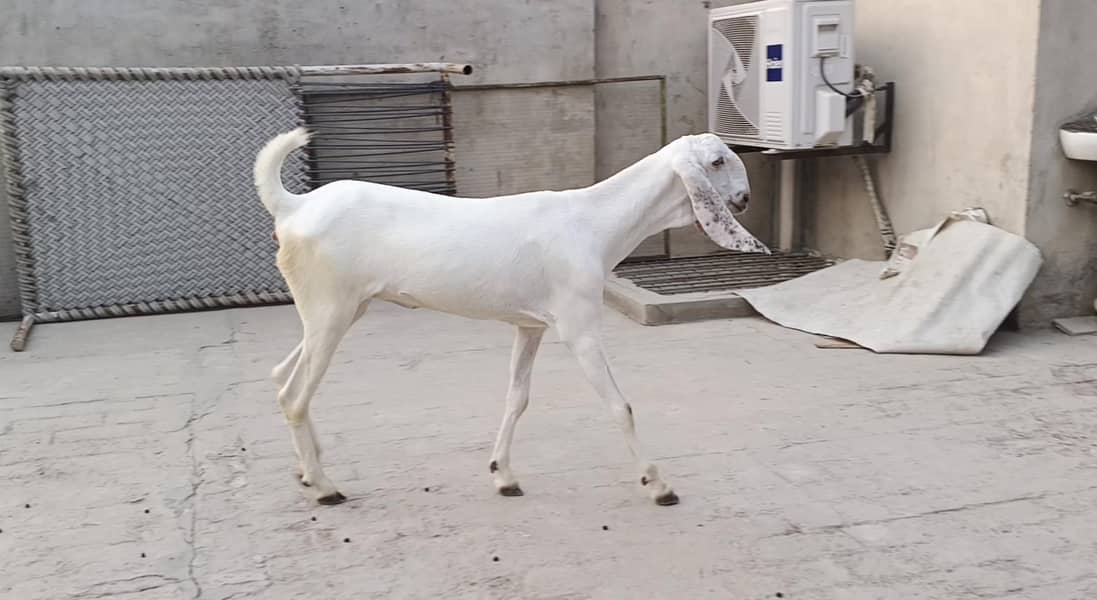 خوبصورت راجنپوری گلابی پٹھ 4
