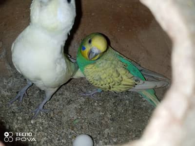 Breeder budgie pair for sale