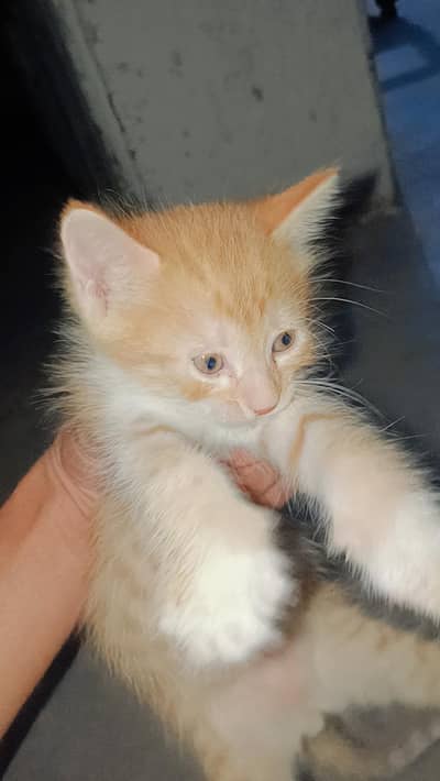 Persain cat male triple code