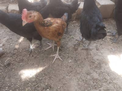 انڈے دینے والی مرغیاں