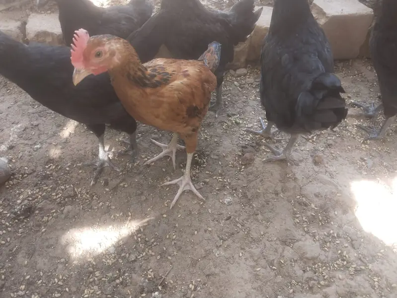 انڈے دینے والی مرغیاں