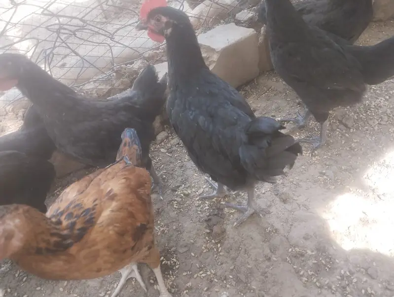 انڈے دینے والی مرغیاں — photo 2