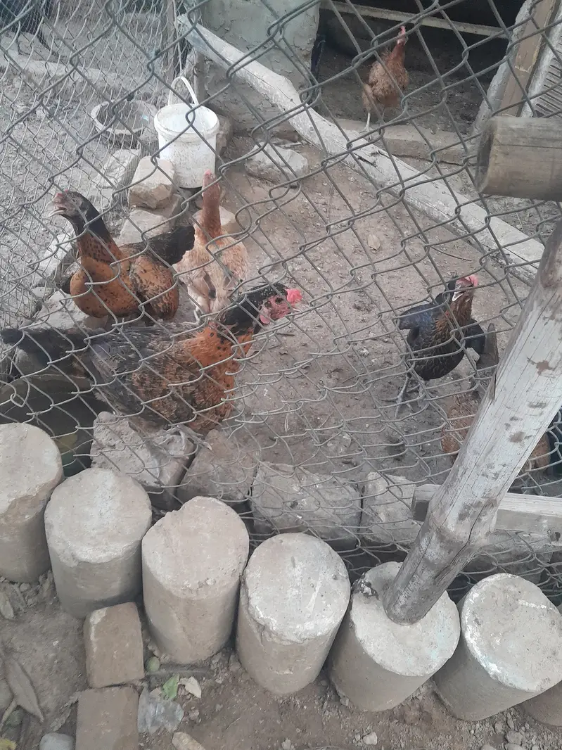 انڈے دینے والی مرغیاں — photo 3
