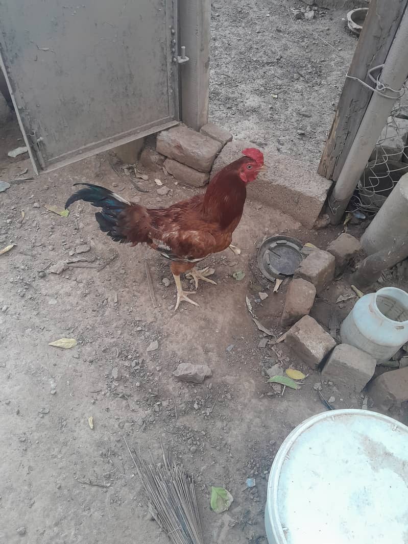 انڈے دینے والی مرغیاں 4