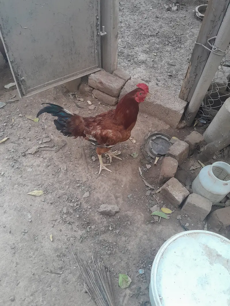 انڈے دینے والی مرغیاں — photo 5