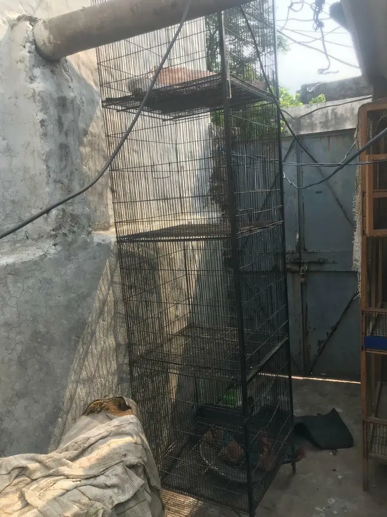 Thai burmi — photo 8