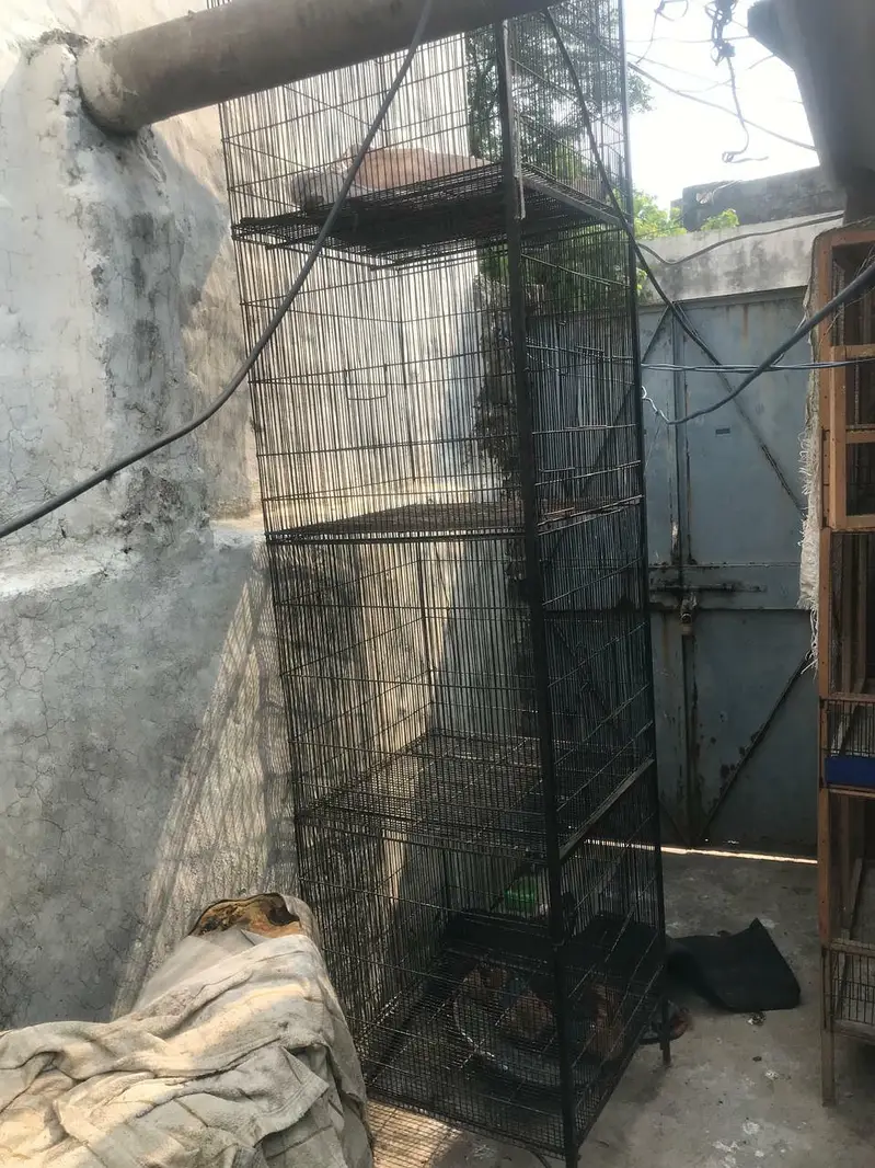 Thai burmi — photo 9
