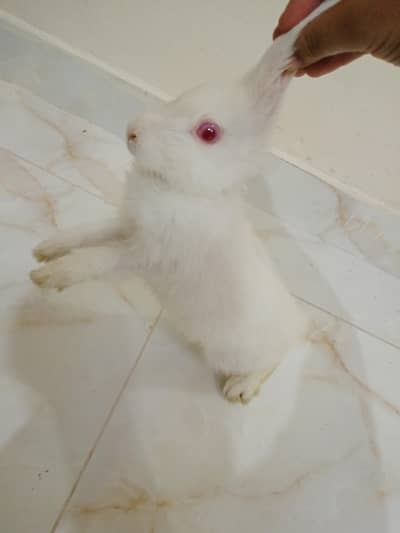 female rabit for sale red eyes all ok