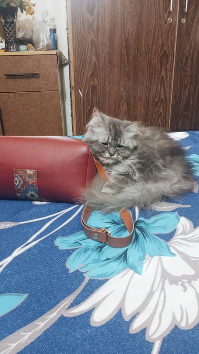a persian double coat cat for sale