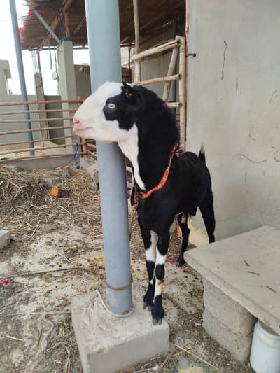 Top quality active abluck breeder