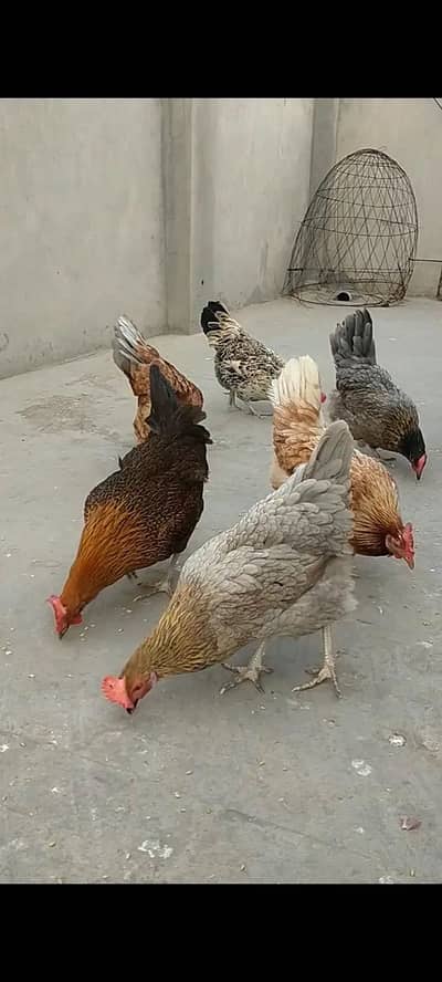 Desi hen healthy and active 03037514919