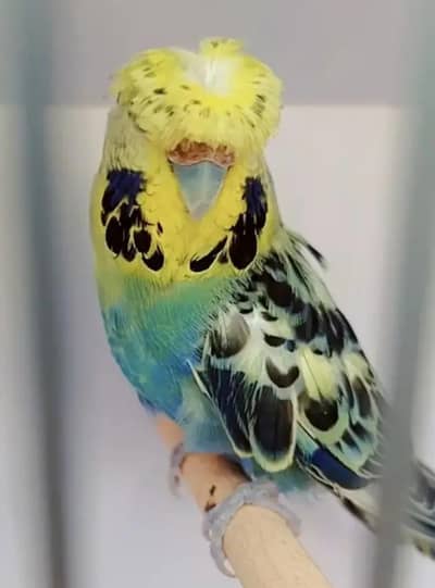 Exhibition Hogoromo Budgies