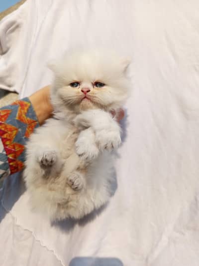 pure punch face triple cotted kittens for sale age 55days