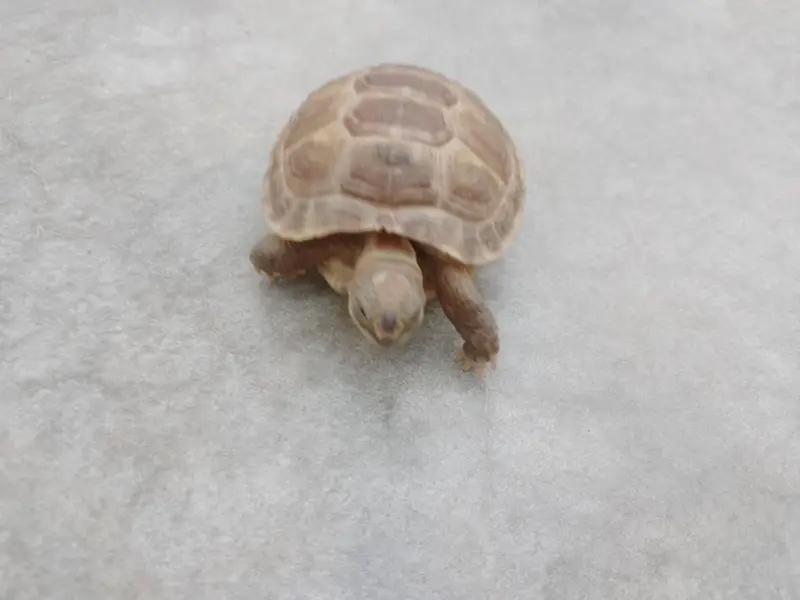 Russian Tortoise Pair