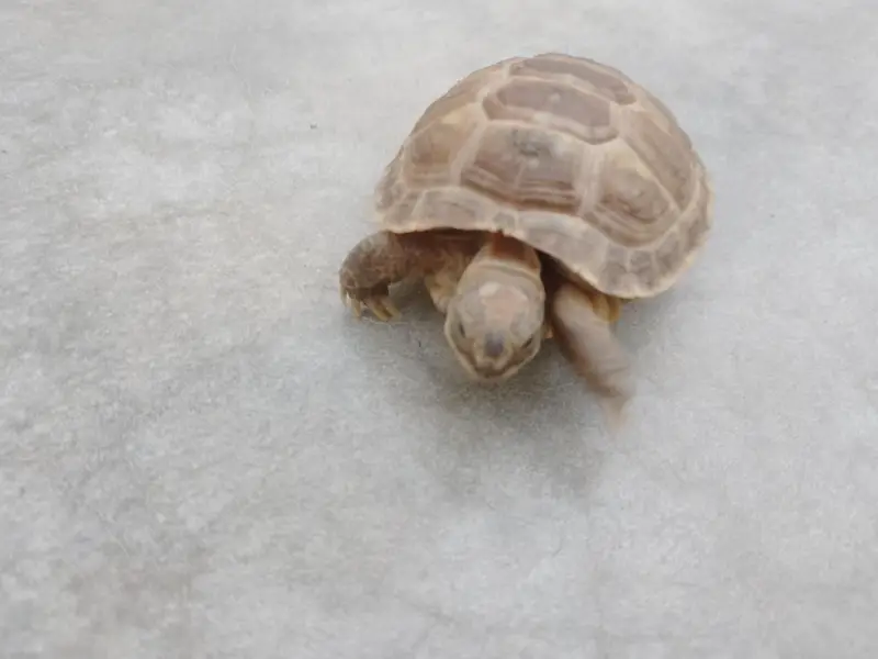 Russian Tortoise Pair — photo 2