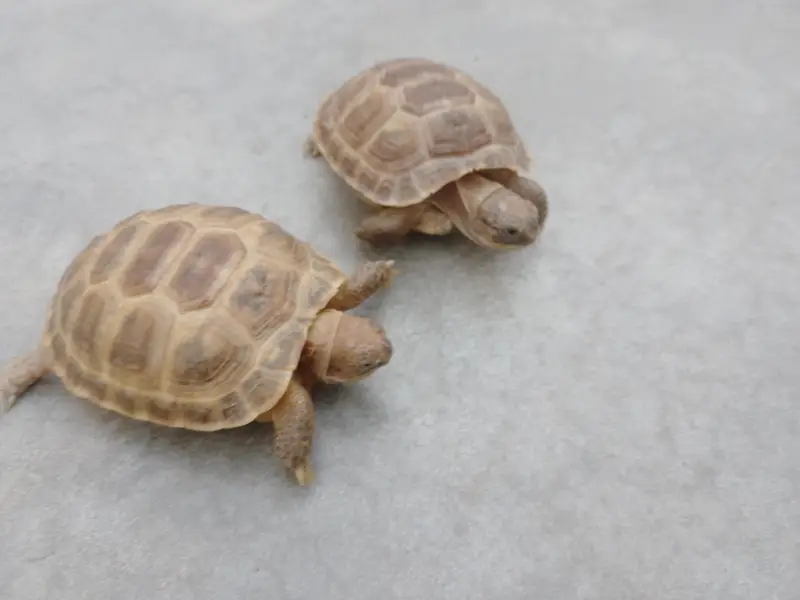 Russian Tortoise Pair — photo 3