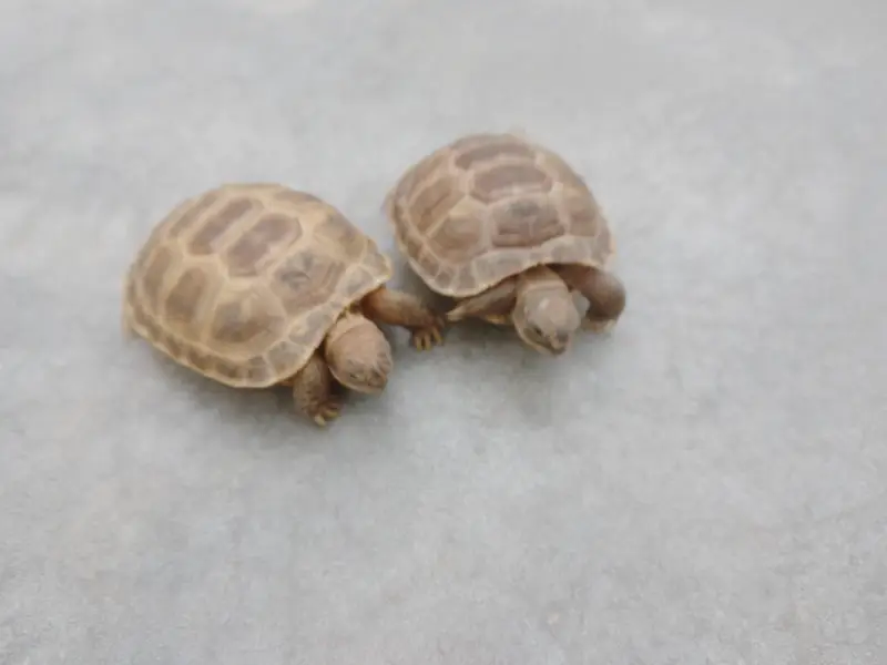Russian Tortoise Pair — photo 4